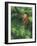 Closeup of Douglas Fir Cone, Olympic National Park, Washington, USA-Jamie & Judy Wild-Framed Photographic Print