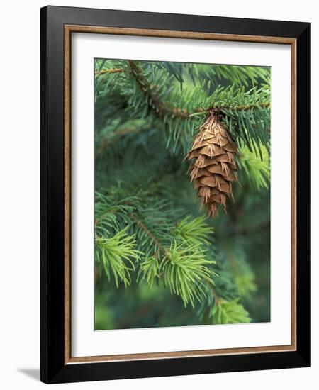 Closeup of Douglas Fir Cone, Olympic National Park, Washington, USA-Jamie & Judy Wild-Framed Photographic Print