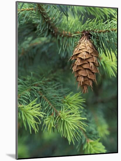 Closeup of Douglas Fir Cone, Olympic National Park, Washington, USA-Jamie & Judy Wild-Mounted Photographic Print