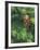 Closeup of Douglas Fir Cone, Olympic National Park, Washington, USA-Jamie & Judy Wild-Framed Photographic Print