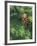 Closeup of Douglas Fir Cone, Olympic National Park, Washington, USA-Jamie & Judy Wild-Framed Photographic Print