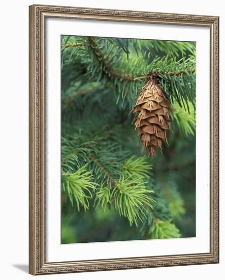 Closeup of Douglas Fir Cone, Olympic National Park, Washington, USA-Jamie & Judy Wild-Framed Photographic Print