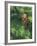 Closeup of Douglas Fir Cone, Olympic National Park, Washington, USA-Jamie & Judy Wild-Framed Photographic Print