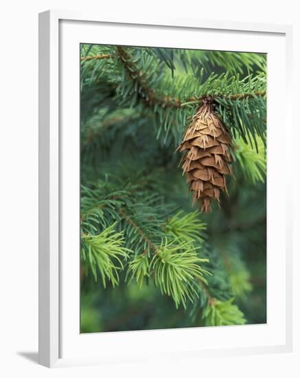 Closeup of Douglas Fir Cone, Olympic National Park, Washington, USA-Jamie & Judy Wild-Framed Photographic Print