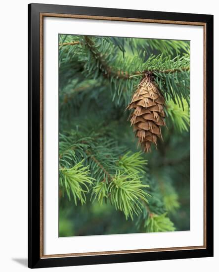 Closeup of Douglas Fir Cone, Olympic National Park, Washington, USA-Jamie & Judy Wild-Framed Photographic Print