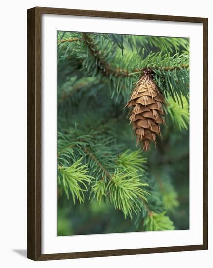 Closeup of Douglas Fir Cone, Olympic National Park, Washington, USA-Jamie & Judy Wild-Framed Photographic Print