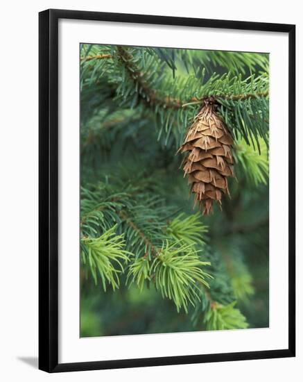 Closeup of Douglas Fir Cone, Olympic National Park, Washington, USA-Jamie & Judy Wild-Framed Photographic Print