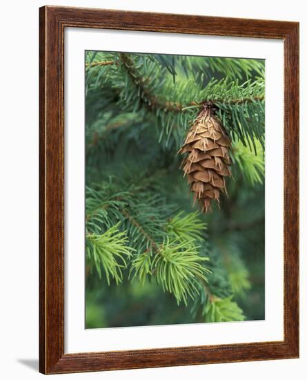 Closeup of Douglas Fir Cone, Olympic National Park, Washington, USA-Jamie & Judy Wild-Framed Photographic Print