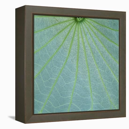 Closeup of Leaf-Micha Pawlitzki-Framed Premier Image Canvas