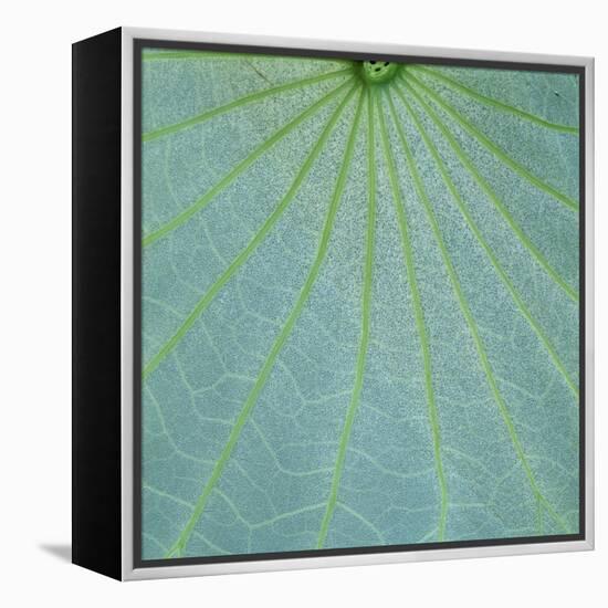 Closeup of Leaf-Micha Pawlitzki-Framed Premier Image Canvas