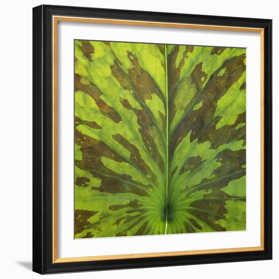 Closeup of Leaf-Micha Pawlitzki-Framed Photographic Print