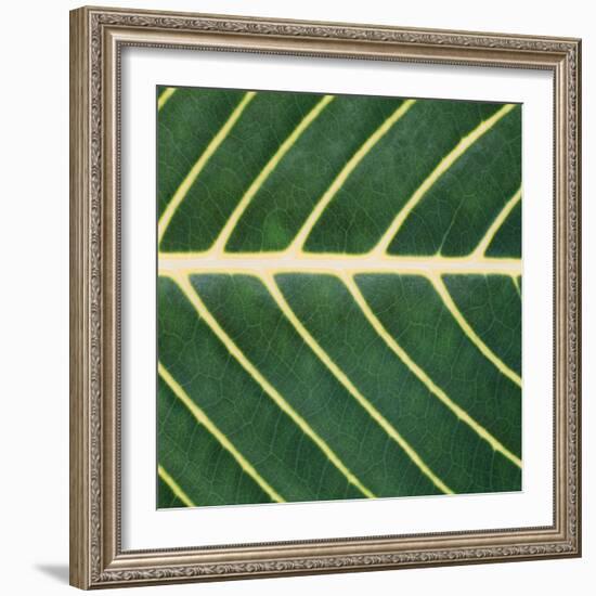 Closeup of Leaf-Micha Pawlitzki-Framed Photographic Print