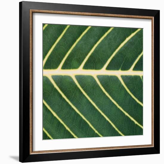 Closeup of Leaf-Micha Pawlitzki-Framed Photographic Print