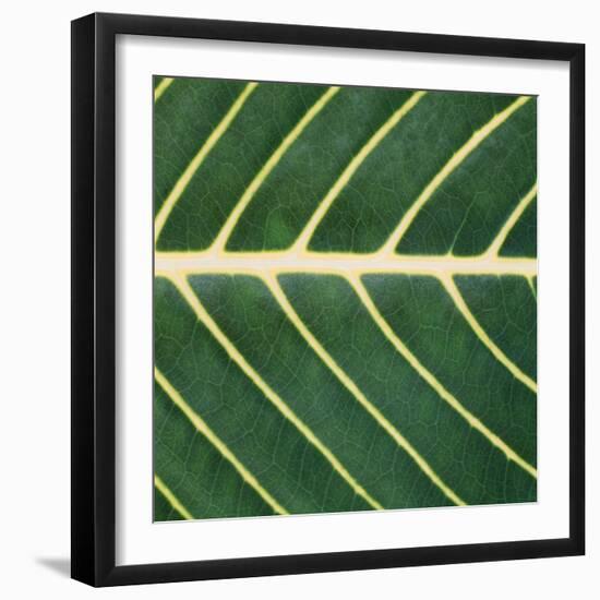 Closeup of Leaf-Micha Pawlitzki-Framed Photographic Print