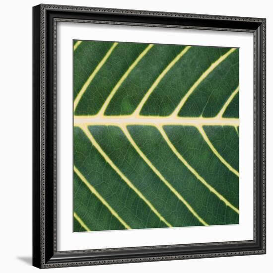 Closeup of Leaf-Micha Pawlitzki-Framed Photographic Print