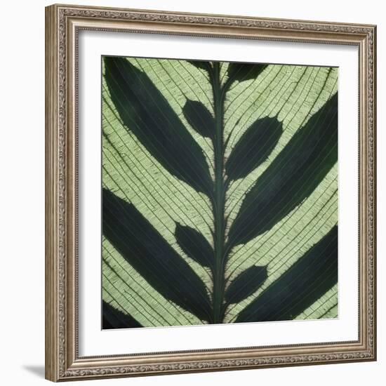 Closeup of Leaf-Micha Pawlitzki-Framed Photographic Print
