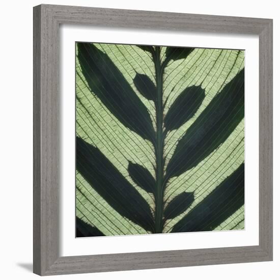 Closeup of Leaf-Micha Pawlitzki-Framed Photographic Print