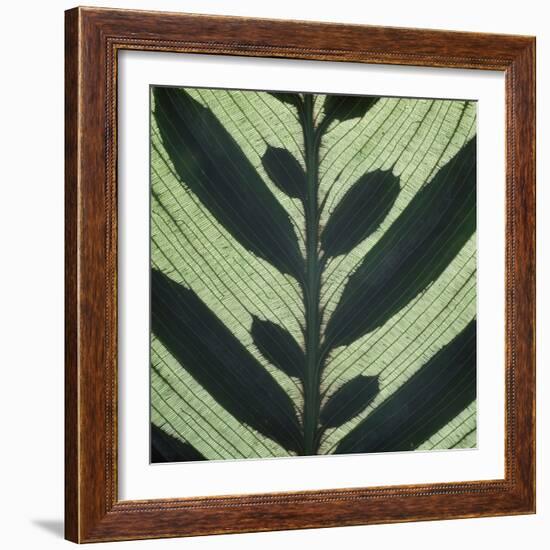 Closeup of Leaf-Micha Pawlitzki-Framed Photographic Print