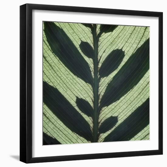 Closeup of Leaf-Micha Pawlitzki-Framed Photographic Print