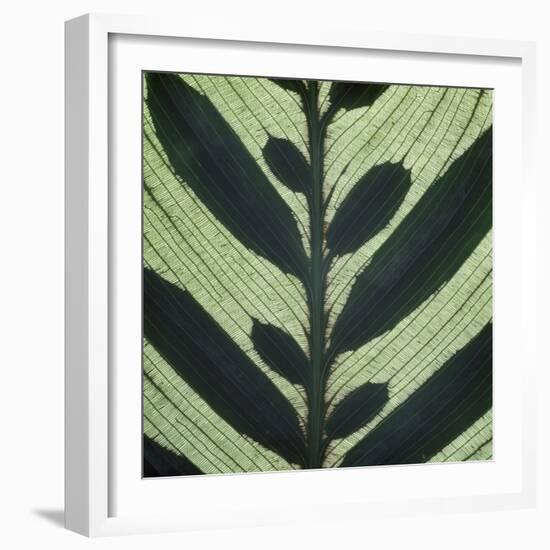 Closeup of Leaf-Micha Pawlitzki-Framed Photographic Print