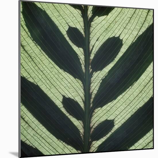 Closeup of Leaf-Micha Pawlitzki-Mounted Photographic Print