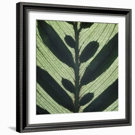 Closeup of Leaf-Micha Pawlitzki-Framed Photographic Print