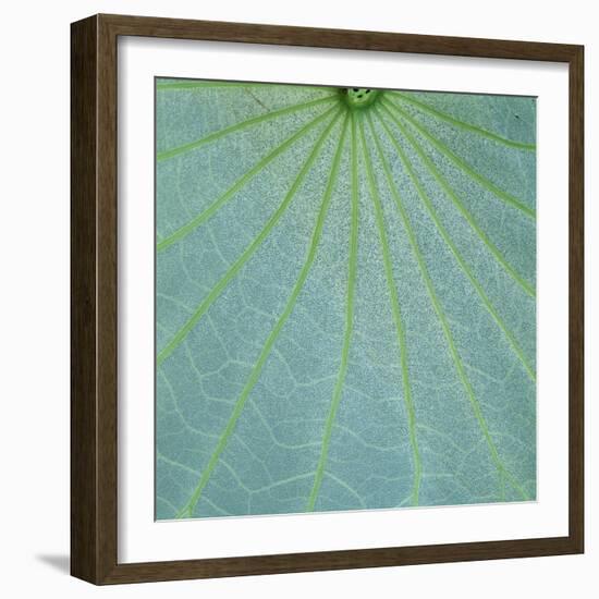 Closeup of Leaf-Micha Pawlitzki-Framed Photographic Print