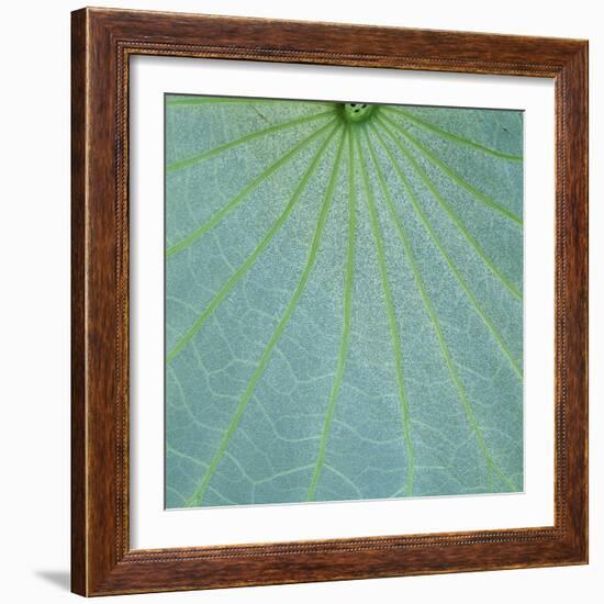 Closeup of Leaf-Micha Pawlitzki-Framed Photographic Print