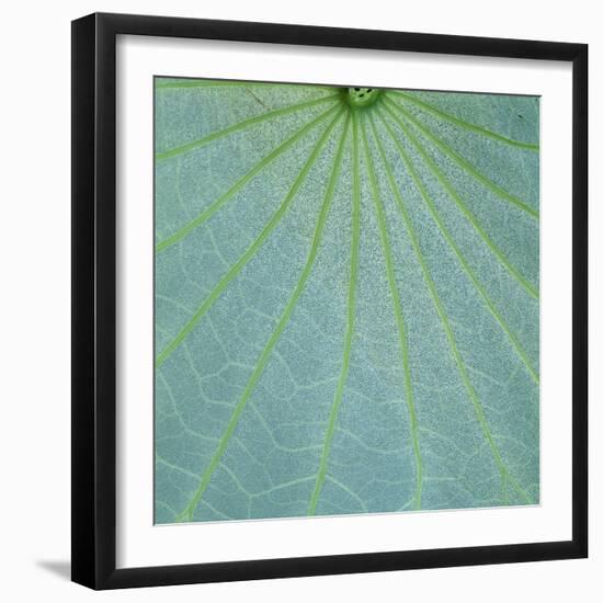 Closeup of Leaf-Micha Pawlitzki-Framed Photographic Print