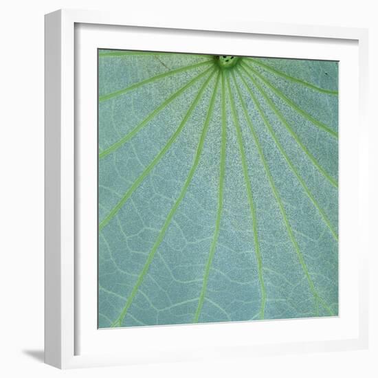 Closeup of Leaf-Micha Pawlitzki-Framed Photographic Print