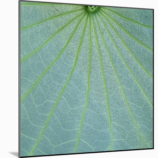 Closeup of Leaf-Micha Pawlitzki-Mounted Photographic Print