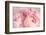 Closeup of Peony Flowers-Sandralise-Framed Photographic Print