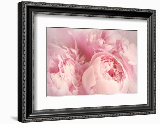 Closeup of Peony Flowers-Sandralise-Framed Photographic Print