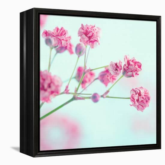 Closeup of Pink Baby's Breath Flowers-Anna-Mari West-Framed Premier Image Canvas