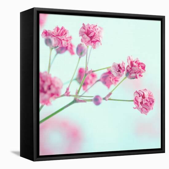 Closeup of Pink Baby's Breath Flowers-Anna-Mari West-Framed Premier Image Canvas