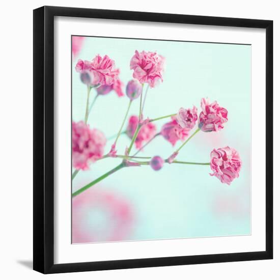 Closeup of Pink Baby's Breath Flowers-Anna-Mari West-Framed Premium Photographic Print