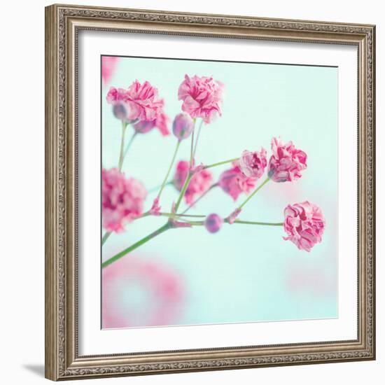 Closeup of Pink Baby's Breath Flowers-Anna-Mari West-Framed Photographic Print