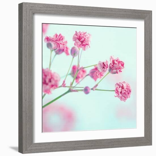 Closeup of Pink Baby's Breath Flowers-Anna-Mari West-Framed Photographic Print