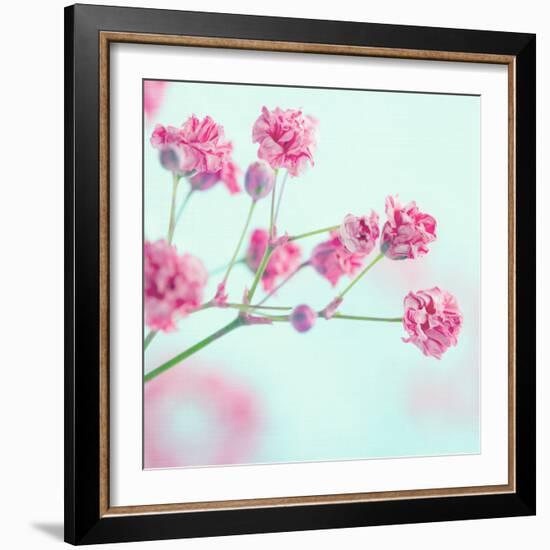 Closeup of Pink Baby's Breath Flowers-Anna-Mari West-Framed Photographic Print