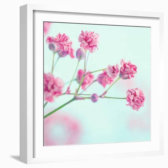 Closeup of Pink Baby's Breath Flowers-Anna-Mari West-Framed Photographic Print