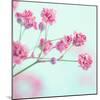 Closeup of Pink Baby's Breath Flowers-Anna-Mari West-Mounted Photographic Print