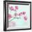 Closeup of Pink Baby's Breath Flowers-Anna-Mari West-Framed Photographic Print