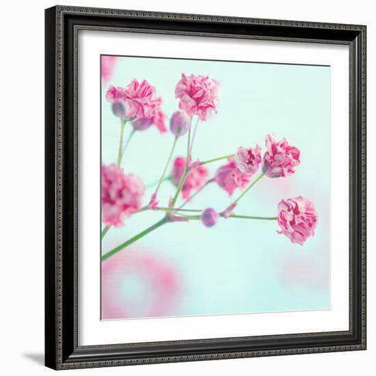 Closeup of Pink Baby's Breath Flowers-Anna-Mari West-Framed Photographic Print