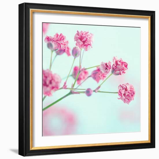 Closeup of Pink Baby's Breath Flowers-Anna-Mari West-Framed Photographic Print