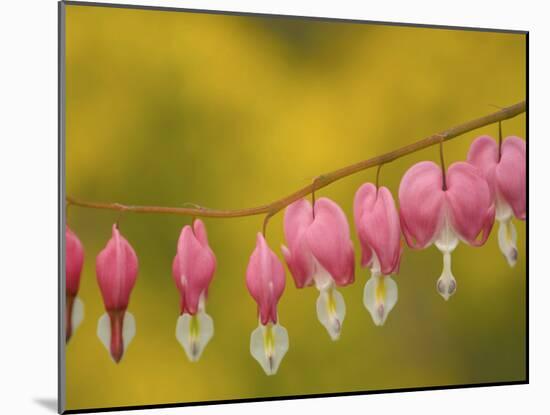 Closeup of pink bleeding hearts, Arlington, Virginia, USA-Corey Hilz-Mounted Photographic Print