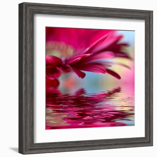 Closeup Of Pink Daisy-Gerbera With Soft Focus Reflected In The Water-silver-john-Framed Art Print