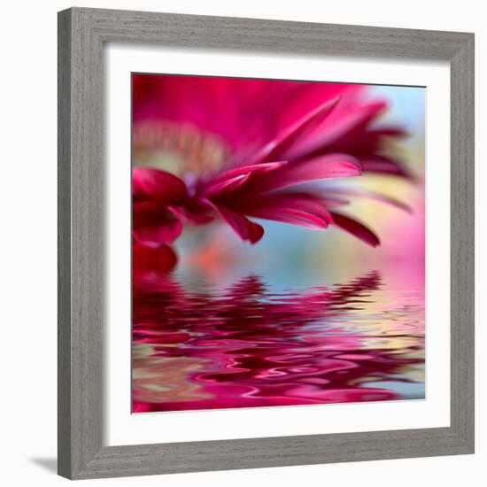 Closeup Of Pink Daisy-Gerbera With Soft Focus Reflected In The Water-silver-john-Framed Art Print