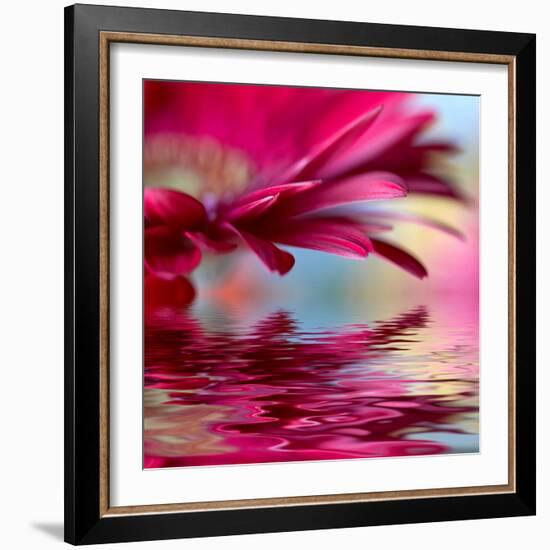 Closeup Of Pink Daisy-Gerbera With Soft Focus Reflected In The Water-silver-john-Framed Art Print