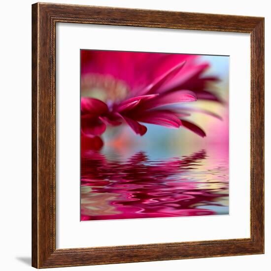 Closeup Of Pink Daisy-Gerbera With Soft Focus Reflected In The Water-silver-john-Framed Premium Giclee Print