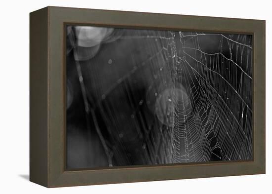 Closeup of Spider Web b/w-null-Framed Stretched Canvas